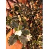 گل رونده مصنوعی برای کافه